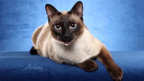 Old Style Siamese cats for sale - TICA Thai at Quizzical Cattery