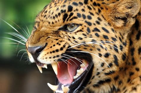 Wild Animal Desktop Wallpapers - Top Free Wild Animal Desktop Backgrounds - WallpaperAccess