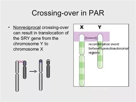 What Is The Difference Between The Xy Chromosome And The Xx