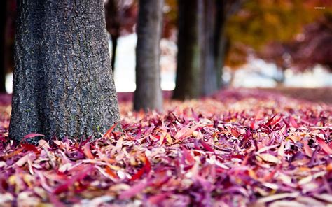 Purple autumn leaves wallpaper - Photography wallpapers - #33838