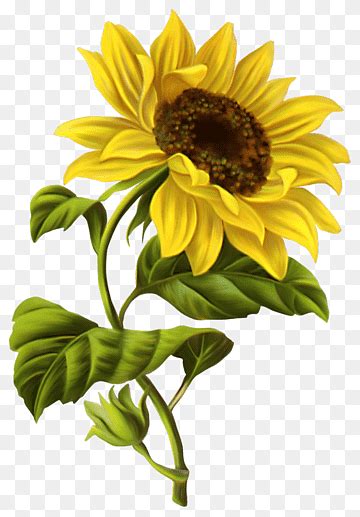 Sunflower Clipart Sunflower Outline Pencil And In Color - Infoupdate ...