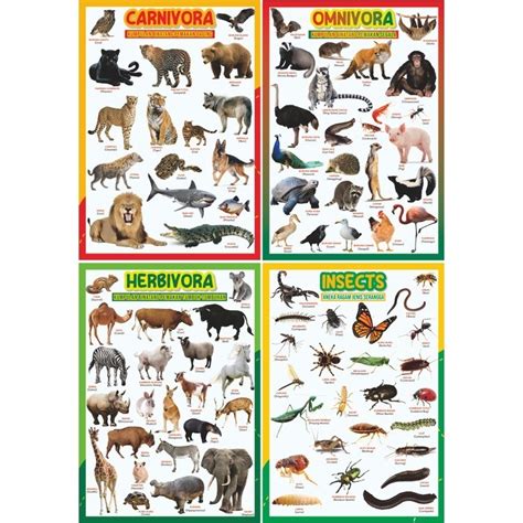 Jual POSTER PENDIDIKAN Binatang Herbivora Carnivora Omnivora | Hewan Jinak | Serangga | Shopee ...