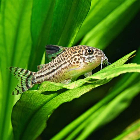 How to Keep Corydoras Catfish in a Planted Aquarium. - Modern Aquarium