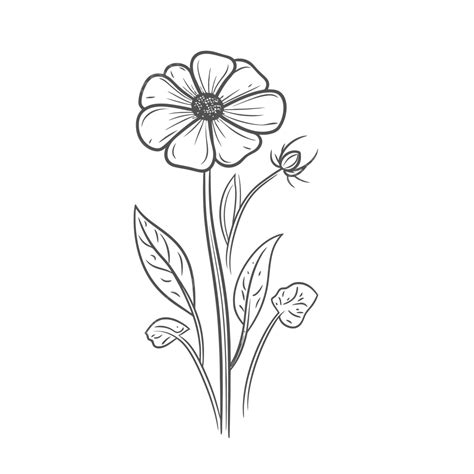 El Dibujo De Flores En Blanco Y Negro Está En Un Boceto De Contorno De Fondo Blanco Vector PNG ...