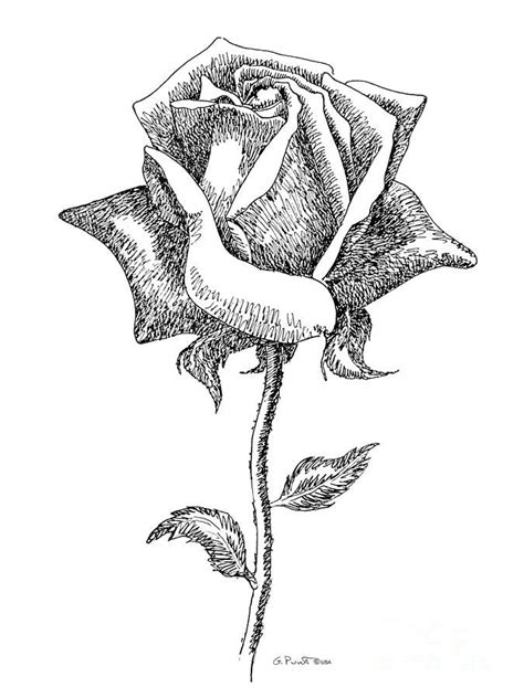 Rose Drawings Black-white 5 | Roses drawing, Flower drawing, Rose drawing