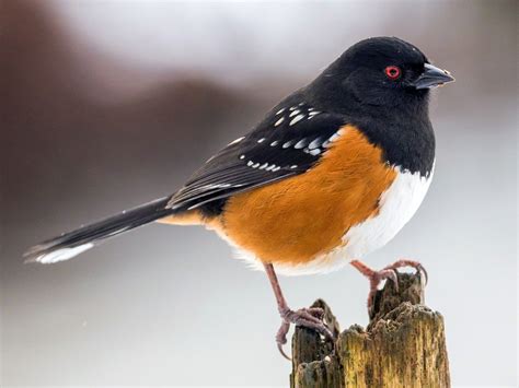 Spotted Towhee - eBird Canada Bird Gif, Song Bird, Pretty Birds ...