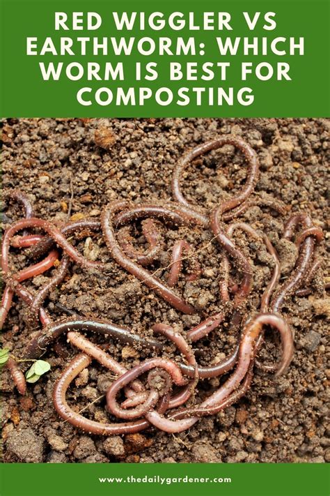 Red Wiggler vs Earthworm: Which Worm is Best For Composting