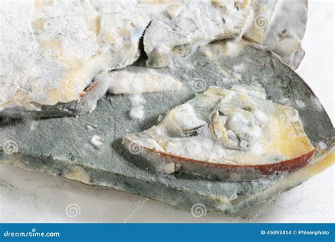 Moldy cheese stock photo. Image of death, microorganism - 45893414