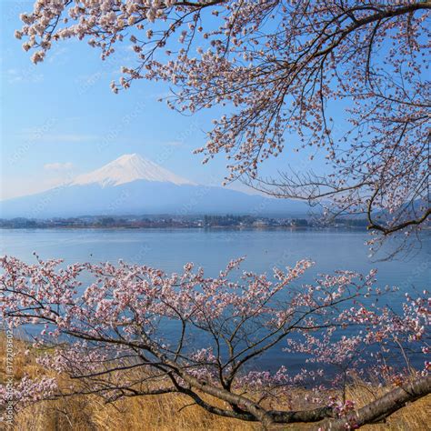 Mt Fuji and Cherry Blossom Stock Photo | Adobe Stock