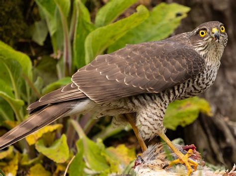 Female Sparrowhawks (Male vs Female: Identification Guide) | Birdfact