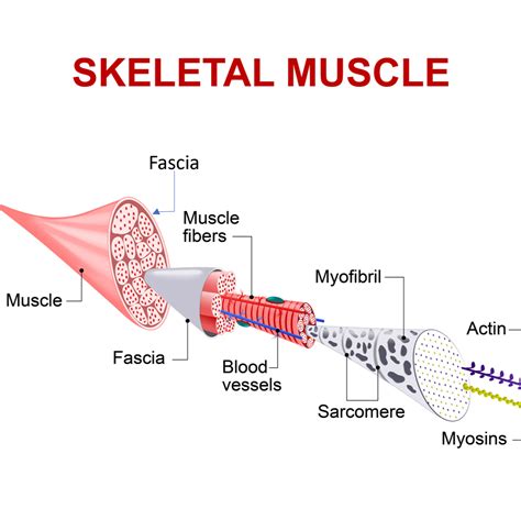 Does Low Back Surgery Cause Damage to the Fascia? What Is the Fascia? - Regenexx