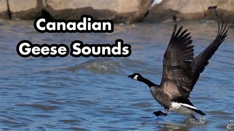 Canadian Geese Honking and Swimming - Geese Sounds - Bird Calls - YouTube