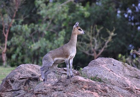 Elsen Karstad's 'Pic-A-Day Kenya': Klipspringer antelope- Masai Mara, Kenya