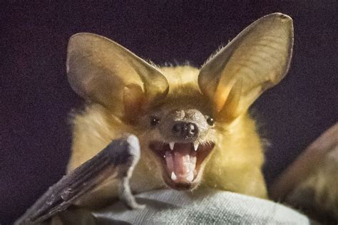 Tailing biologists on a local ‘bat blitz’ near Osoyoos | Species extinction, Cute animals, Animals