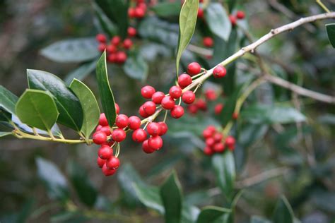 Ilex cornuta ‘Needlepoint’ | Kiefer Nursery: Trees, Shrubs, Perennials