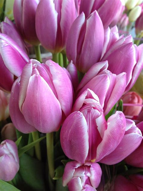 pretty pink tulips | Pretty in pink, Tulips, Pink tulips