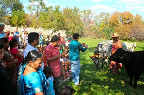 Squash Blossom Farm: Perfect Day for a Cow Puja