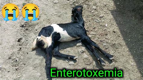 Symptoms Of Enterotoxemia || enterotoxemia in goat || enterotoxemia in ...