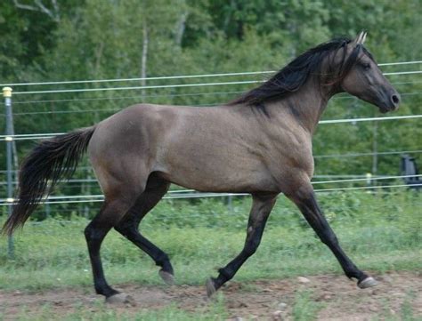 Grulla (black + dun) Missouri Foxtrotter | Horse Color - Duns | Pinterest | Horse and Foxes