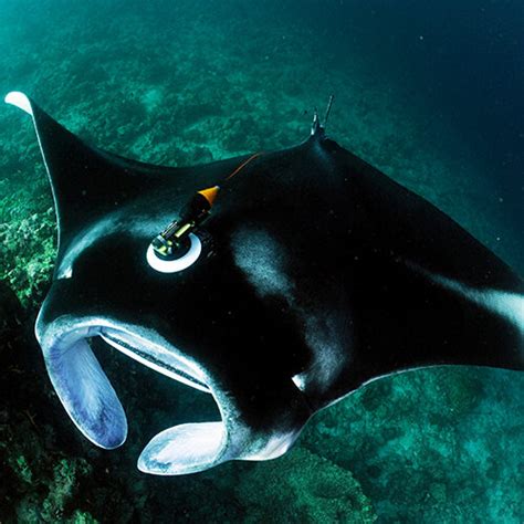 Tagging & Tracking | Mobulid Research Methods — Manta Trust