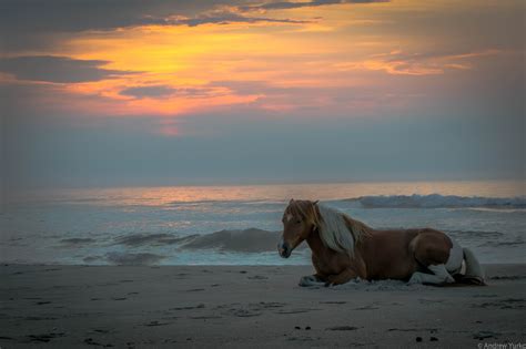 Assateague Sunrise Tour | Assateague Island