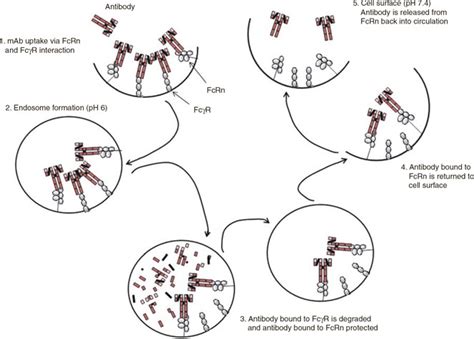 Mechanism of degradation of monoclonal antibodies. FcgR, Fc gamma... | Download Scientific Diagram