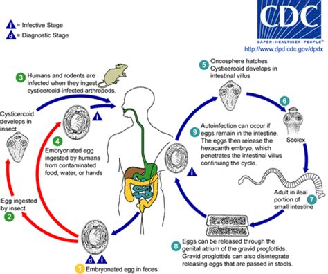 Tapeworm Symptoms, Treatment, And Prevention | HubPages