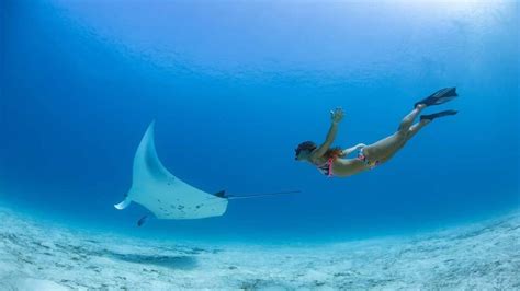 Swim with manta rays in the Maldives