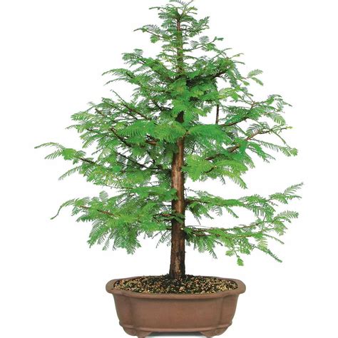 Dawn Redwood Bonsai Tree - Walmart.com - Walmart.com