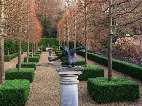 Pleached Lime Trees - Tilia x europaea 'Pallida' - Hopes Grove Nurseries