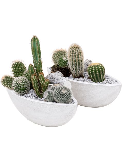 Arrangement cacti 2/tray | Nieuwkoop Europe