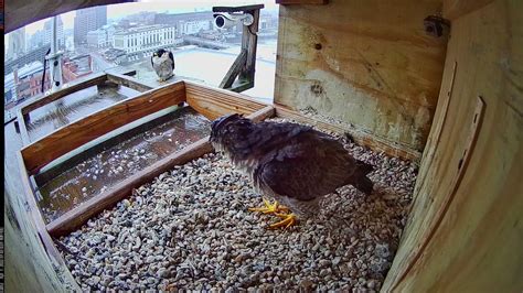 Rfalconcam on Twitter: "Two very wet Falcons at the Times Square nest box this rainy morning in ...