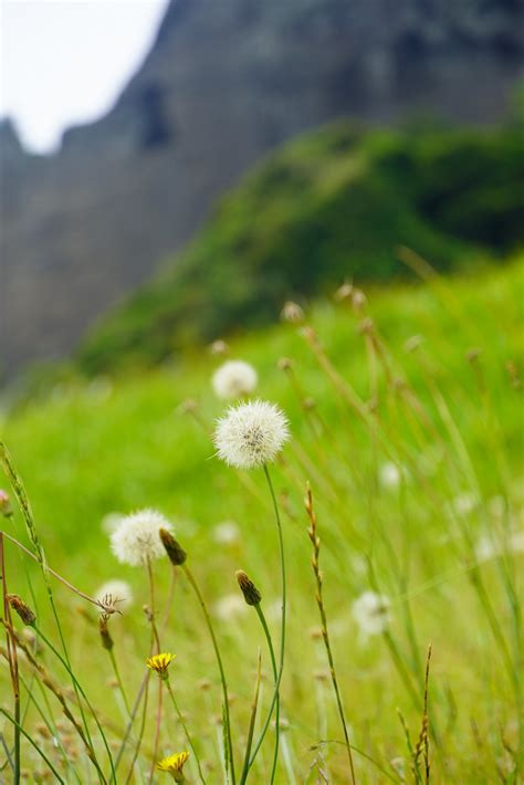 Hiking and Jeju Women Divers at Seongsan Ilchulbong Peak — emieyes