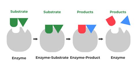 Mechanism of Enzymes Action - GeeksforGeeks