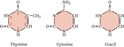 Structure of Cytosine | bartleby