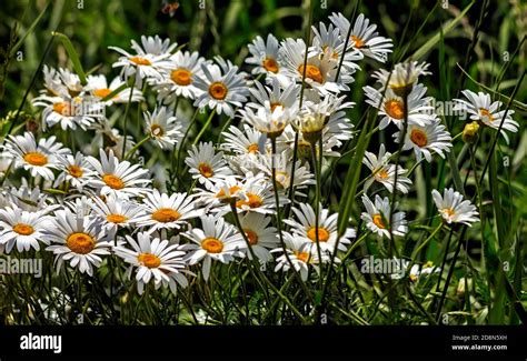 White flowers with orange center and green leaves grows in the garden Stock Photo - Alamy