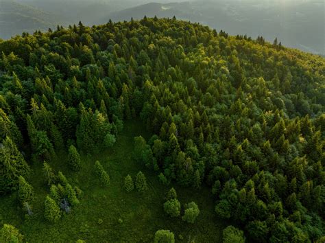 Forests of southern Poland :: Behance