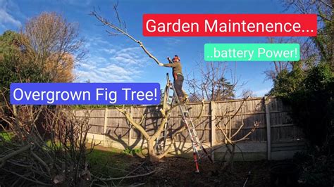 Pruning a Fig Tree || Garden Maintenance || A Day In The Life - YouTube