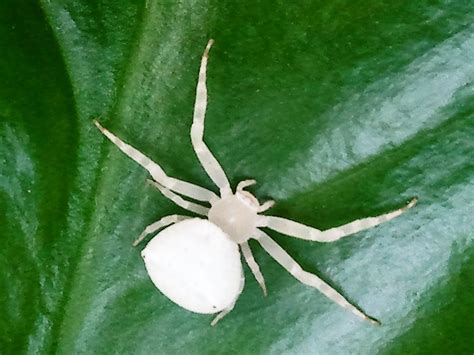 White Spider - Rezepte Suchen