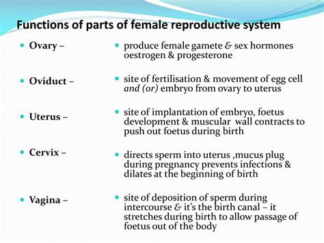 48 best ideas for coloring | Female Reproductive System Parts And Functions