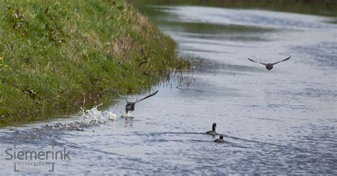 Wildlife the Netherlands – Siemerink Photography