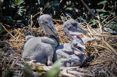 Watch: Rare Footage of Brown Pelican babies on Queen Bess Island | WGNO