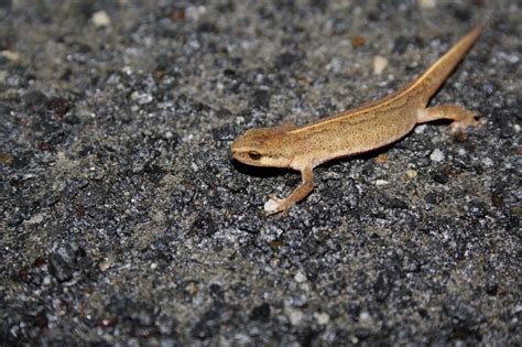 Scottish Newts Have A Friend In A Budding 12-Year-Old Scientist