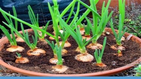 How to growing shallots in pots - YouTube