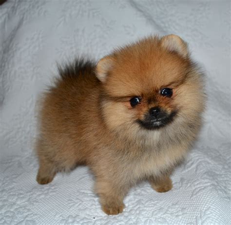 46+ Black And White Parti Pomeranian PNG - Nuri Carlos