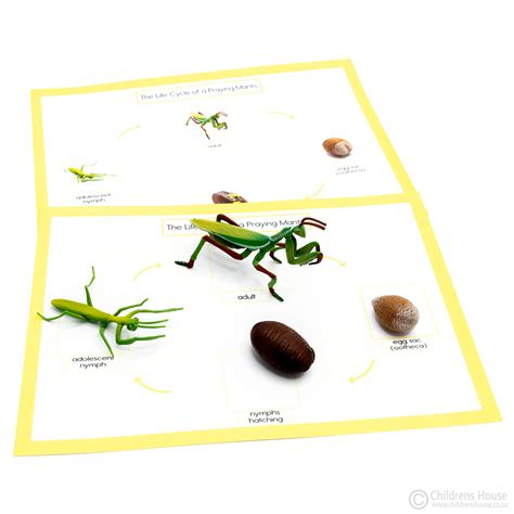 Life Cycle of a Praying Mantis Activity - Childrens House Montessori ...