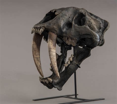 Smilodon Fatalis saber-toothed Cat Skull Replica - Etsy