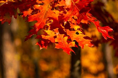 Premium Photo | Autumn background with red leaves