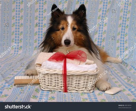 Sheltie With A Grooming Kit Stock Photo 40919074 : Shutterstock