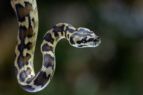 Python parasite pulled from Australian woman's brain - Australian ...